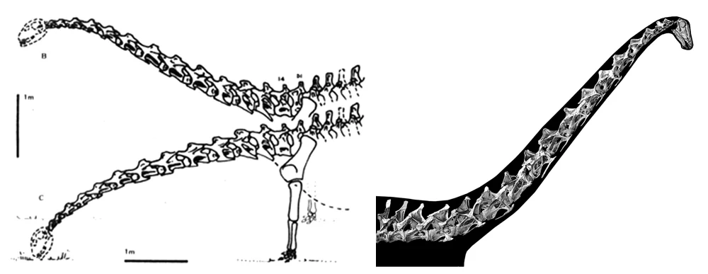 Were sauropod necks mostly semi-horizontal and with a limited range of motion, as argued by Martin (1987) and illustrated at left? Nope; it’s more likely that the necks were often held aloft and far more flexible, as argued by Taylor et al . (2009) and depicted at right. Images: Martin (1987), Taylor et al . (2009) .