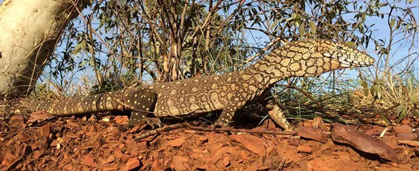 The idea that big terrestrial animals have to be bland never was correct. Perenties Varanus giganteus might not be that colourful, but they help emphasise the possibility that striking patterns can be present even in very large terrestrial reptiles. Image: (c) Stephen Zozaya.
