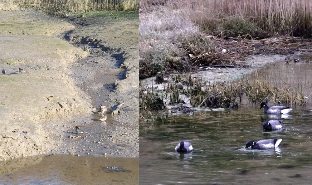 There are so many great places to see water- and seabirds around the coasts of the UK. One of my favourite haunts at the moment is Swanwick in Hampshire. Teals at left; Brent geese at right. Image: Darren Naish.