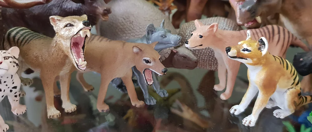 Toy thylacines - did you know that there are this many? The grey 3D-printed one - and the painted version at far right (the sitting one) - were obtained at TetZooCon 2018 and were made by Rebecca Groom of palaeoplushies. Image: Darren Naish.