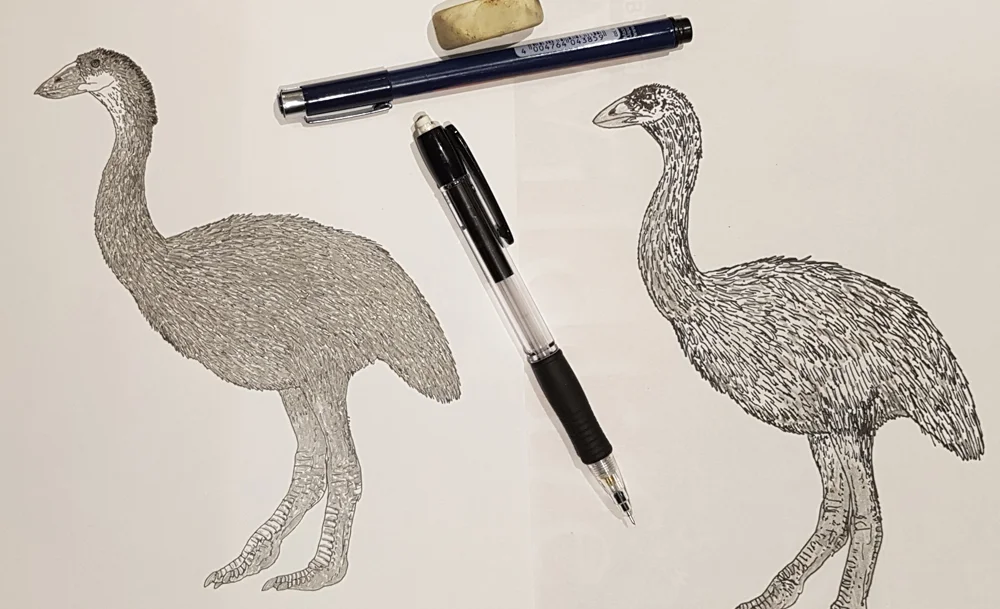 Work on The Big Book (my in-prep textbook The Vertebrate Fossil Record ) mostly involved birds across 2018. In cases, as here, I had to revamp some old illustrations. This image shows old (at right) and new images of Aepyornis … and surely I won’t need to revamp Aepyornis AGAIN, right? Some of you will know what I’m getting at. Image: Darren Naish.