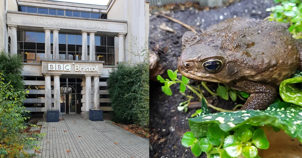 Milo the Neotropical giant toad - at right - now lives at Tet Zoo Towers, but his original home was the BBC Natural History Unit, at BBC Bristol. Like Milo, I spent time at BBC Bristol during 2018. Why? Well… we shall see. Images: Darren Naish.