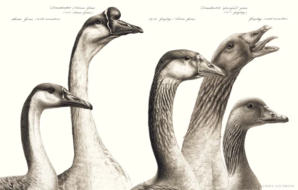 Geese (wild and domesticate) from Unnatural Selection . This panel combines Katrina’s illustrations with Natee Himmapaan’s amazing skills in writing and labelling. Credit: Katrina van Grouw/ van Grouw (2018) .