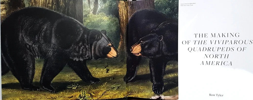 books-Feb-2019-Audubons-Last-Wilderness-Journey-black-bear-pages-1000-px-tiny-Feb-2019-Tetrapod-Zoology.jpg