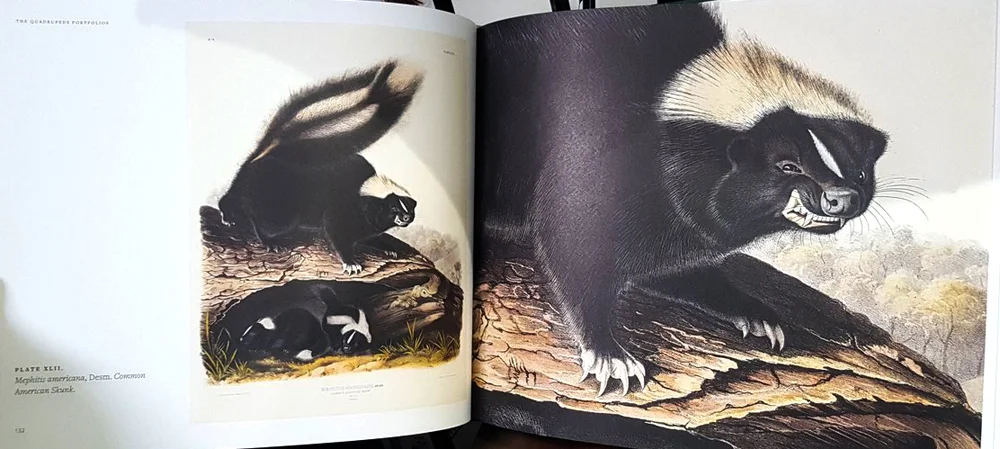 books-Feb-2019-Audubons-Last-Wilderness-Journey-skunk-pages-1000-px-tiny-Feb-2019-Tetrapod-Zoology.jpg
