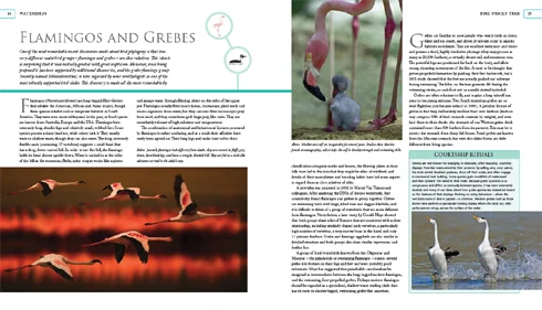 Screengrabs from the aborted Naish ‘The Bird Family Tree’ book. Yes, I should pick it up and get it published. No, I can’t do that due to a list of other projects that prevent such action. Images: Darren Naish.