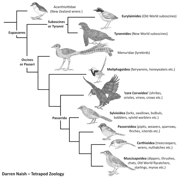 There are a lot of passerine lineages: this simplified cladogram features the major lineages only. It is fitting that about half of Reilly’s The Ascent of Birds is devoted to this one group. Image: Darren Naish, from my textbook project .