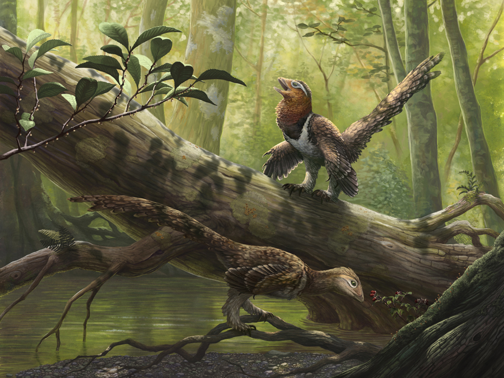 The Romanian maniraptoran theropod Balaur bondoc , originally published as a dromaeosaurid, has a number of features which indicate that an avialan position might be more likely, and this is the position it has occupied in several phylogenetic analyses. If it really is an avialan, it has to be interpreted as a big, secondarily flightless member of the group. We explored this idea in Cau et al . (2015) . Image: Emily Willoughby.
