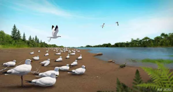 Remember this scene? Produced in 2012 by Julio Lacerda , it depicts the possible appearance of the enantiornithine nesting colony we infer for the locality. Maybe some of the colony did look like this. But it now seems that a few crocodylomorphs and the odd lizard were in the immediate area as well. Image: Julio Lacerda . UPDATE: this is a horribly lo-res version of the image, I aim to publish a better one in time.