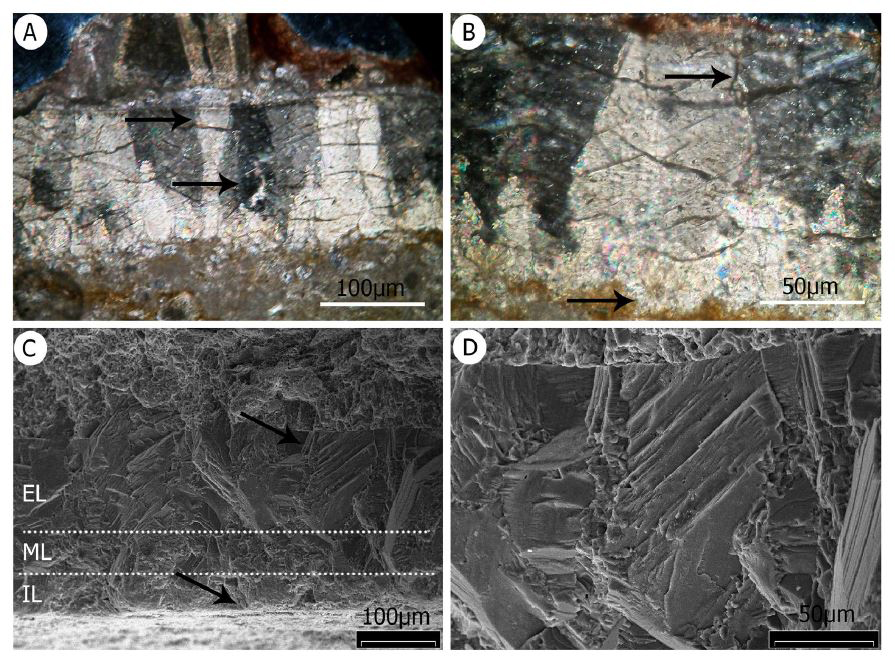 Examined under microscopes (A-B show thin-sections viewed with a standard light microscope; C-D views from the SEM), eggshell fragments look like this. These images show the crocodylomorph eggshell in the assemblage. Image: Fernández et al . (2019) .