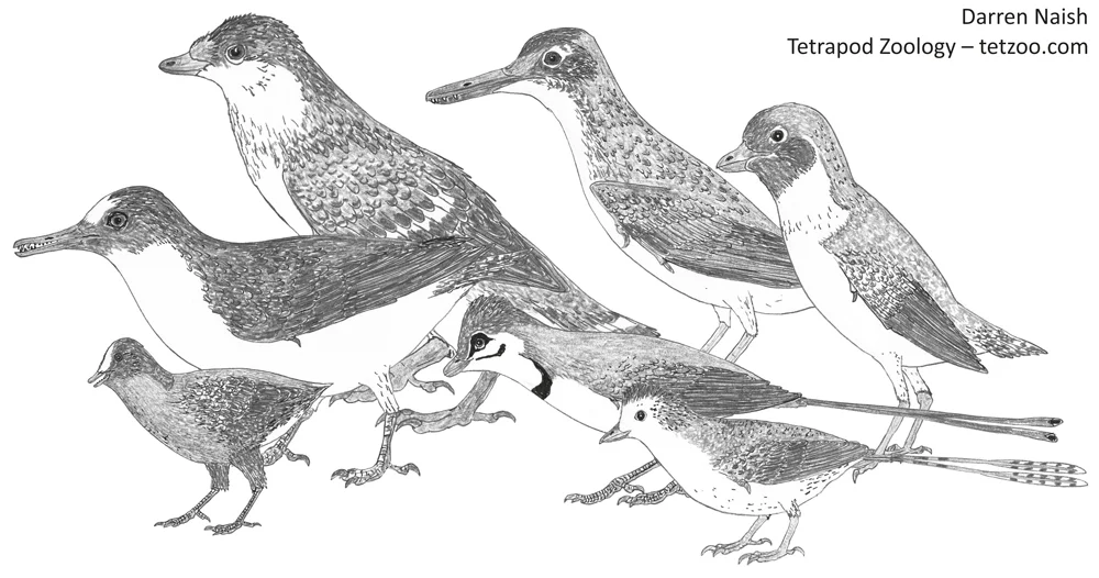 Enantiornithines — here are just a few of them. In-prep montage from my in-prep textbook . Image: Darren Naish.