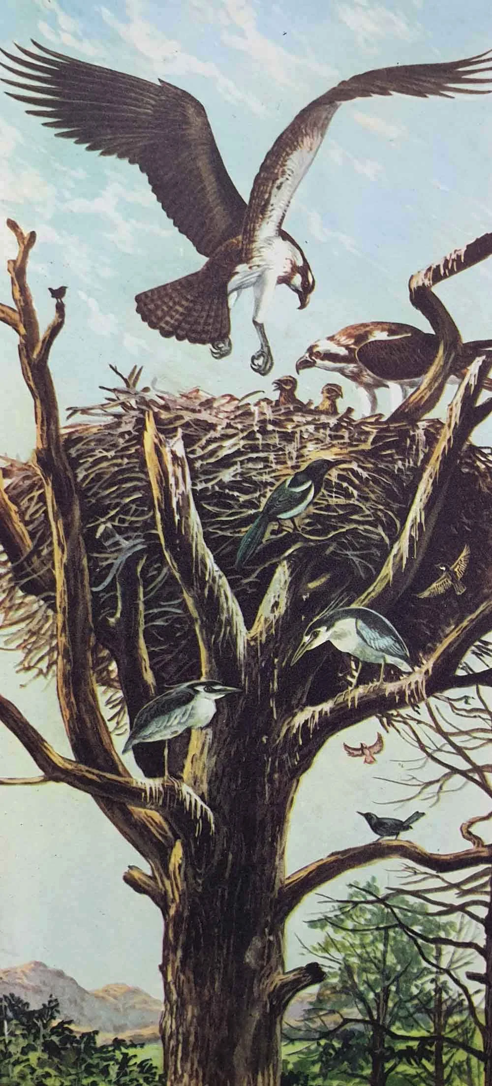 Opportunistic, parasitic, co-operative and harmonious nesting associations exist in the modern world; here’s an example where raptor nests (in this case, that of an Osprey Pandion haliaetus pair) invite the association of passerines, herons and others. Cases like this could well have existed in the Cretaceous. Image: D’Ami et al . (1969).