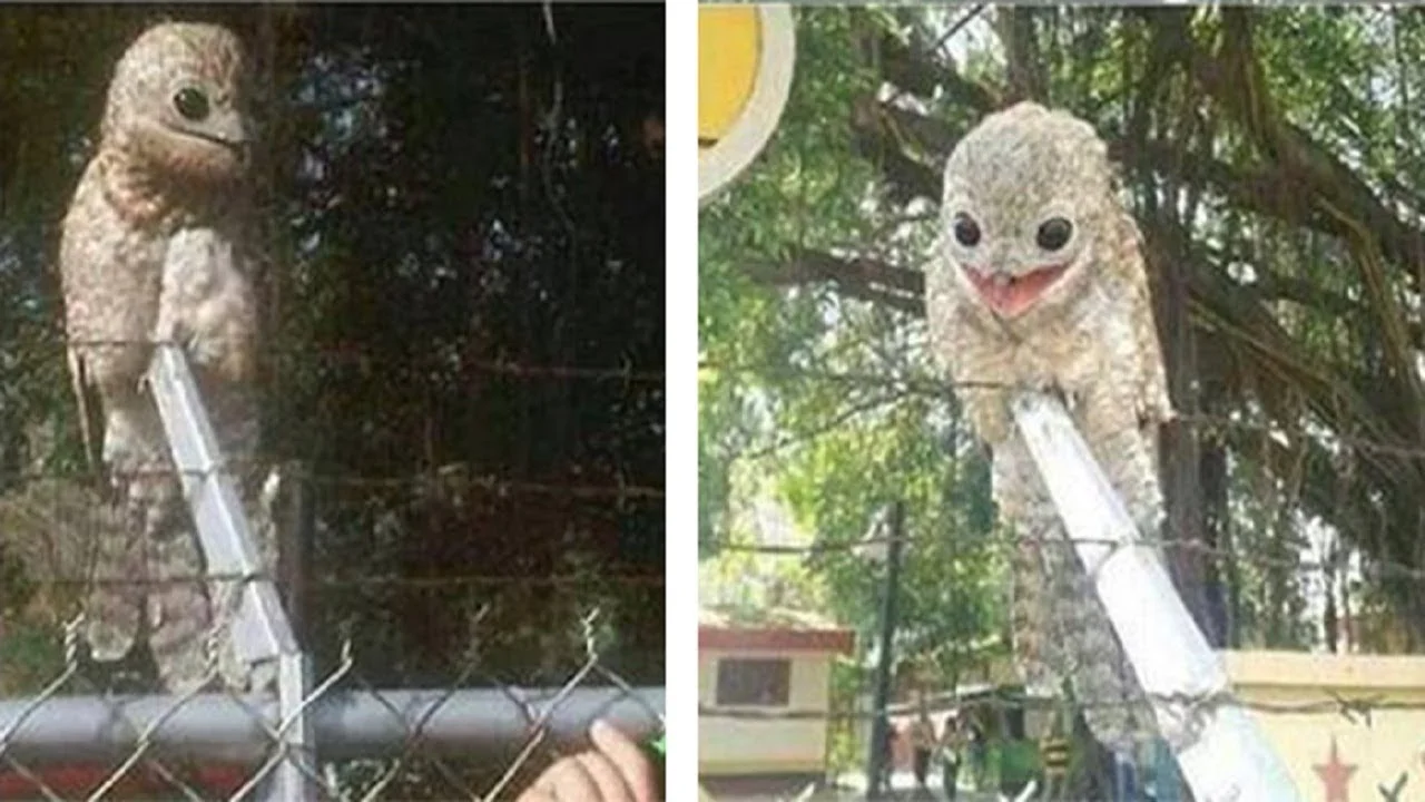 Two of a set of famous potoo-themed photos (there are at least four in total). These went viral in 2015 and finding a photographer to credit has not been possible, but if there’s anyone in particular who should be credited, I’d be interested in knowing their name. This is definitely a Great potoo Nyctibius grandis (or, part of the series of populations currently included within that species, anyway).