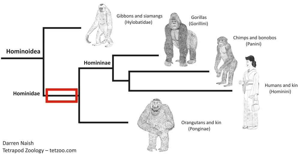 The red box shows the section of the family tree we’re especially interested in here. The animals concerned are hominoids, but not part of the hominid crown (that is, they’re not part of the hominid group delimited by living hominid lineages). They’re stem-hominids, or ‘pre-hominids’. Image: Darren Naish.
