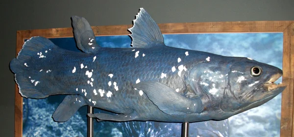 The idea that Latimeria , the extant coelacanth, provides support for the view that Mesozoic-grade vertebrate taxa might persist to the present without leaving a fossil record is very naive. In case you hadn’t noticed, we’ve now known of Holocene coelacanths for more than 80 years. This model was on display at the Natural History Museum (London, UK) in 2013. Image: Darren Naish.