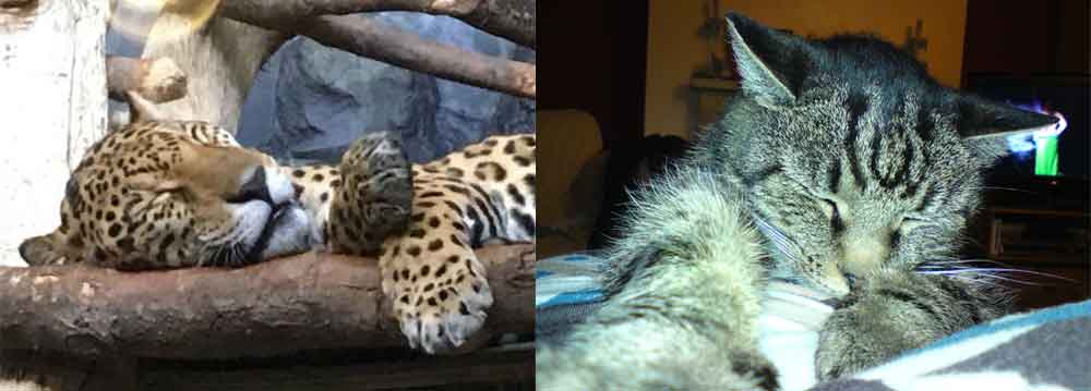 The sleeping behaviour of some animals is quite familiar to us. Other animals? — less so. Images: Malcolm Daniel, used with permission (left), Darren Naish (right).