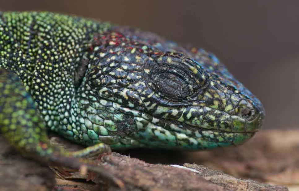 Not sure if this lizard - this is a Lacerta species, most likely a Western green lizard L. bilineata - is fully asleep, but at least it has one of its eyes closed. Image: Neil Phillips, used with permission.