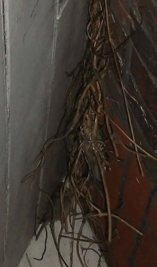 This photo is pretty terrible but it’s the only one I have of small birds (in this case: House sparrows Passer domesticus ) sleeping in a concealed spot, tucked up beneath a roof and perched on tangled vegetation. It was taken in May 2011 and is partly so bad because I didn’t want to disturb the birds. Image: Darren Naish.