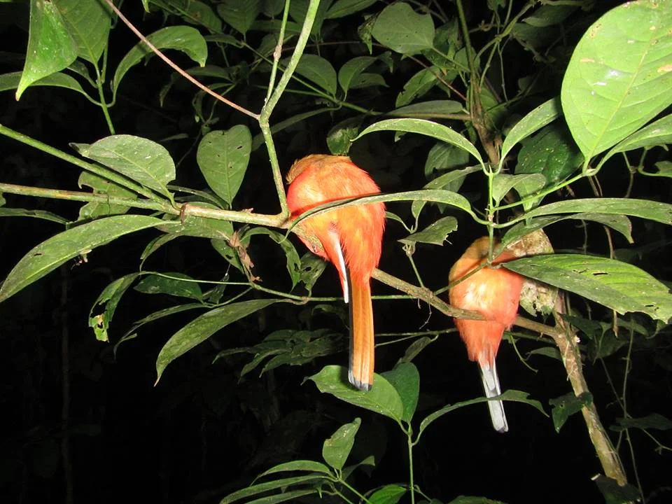 Trogons (a Harpactes species, perhaps Whitehead’s trogon H. whiteheadi ) photographed asleep at night, on Borneo. Image: Matthew Connors, used with permission.