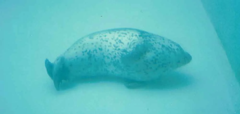 A captive Harbour seal Phoca vitulina sleeping underwater. Image: Rock Paper Lizard (thanks to Vasha for the heads-up).