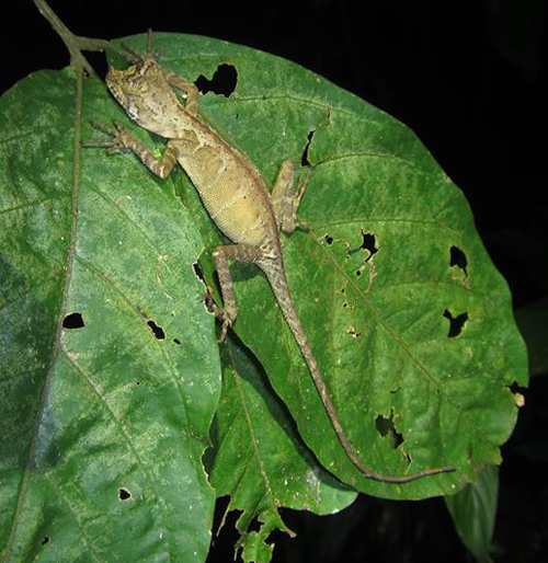 A sleeping iguanian - an Ornate earless agama Aphaniotis ornata , a draconine agamid endemic to Borneo - photographed at night in a forest. Image: Matthew Connors, used with permission.