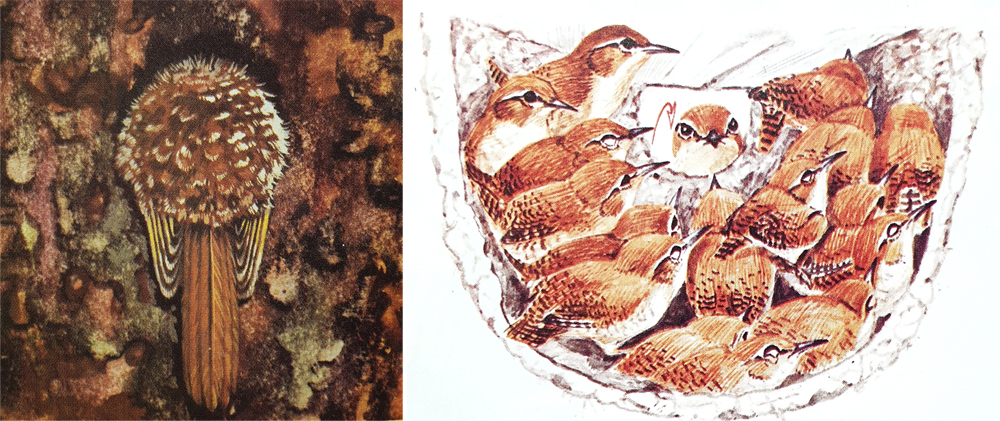 Left: a tree-creeper ( Certhia ), sleeping while partially tucked up inside a cavity in a tree. Right: a rendition of one of those famous cases in which large numbers of wrens ( Troglodytes troglodytes ) - more than 40 or 50 - have been discovered packed inside the same nest, huddled together for warmth. In this case, the wrens are using an empty House martin Delichon urbicum nest. Images: Burton (1969), Ad Cameron, in Perrins (1992).