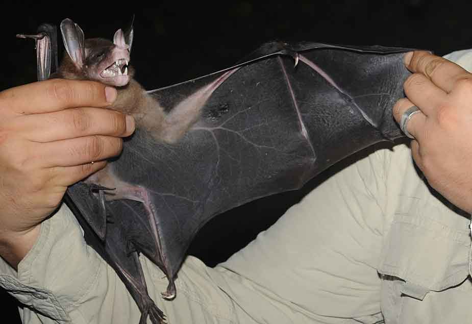 Vampyrum , the False vampire or Spectral bat (see comments for a hot take on the term ‘false vampire’), has to be considered one of the most awesome of all bats. It’s convergently similar to the distantly related megadermatid bats of Africa, Asia and Australasia, also (confusingly) often called false vampires. Image: Marco Tschapka, wikipedia, CC BY-SA 3.0 (original here ).