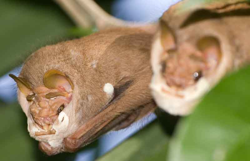 Resting Wrinkle-faced bats Centurio senex partially conceal their faces beneath thick skin folds. Translucent patches on the lower of these skin folds seem to allow these bats to detect light-level changes even when their faces are covered. Image: Jplevraud, wikipedia CC BY-SA 3.0 (original here ).
