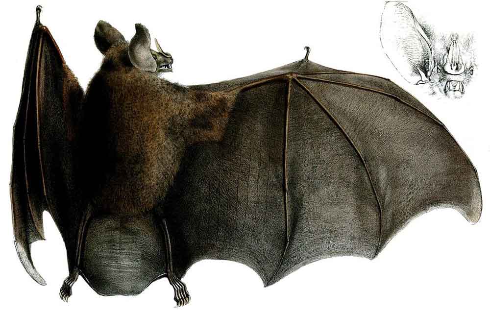 Chrotopterus , a big spear-nosed bat. Notice how this bat has relatively broad, low-aspect wings and a large, deep uropatagium (the membrane between the legs). Contrast this with some of the images below. Image: George Henry Ford, public domain (original here ).