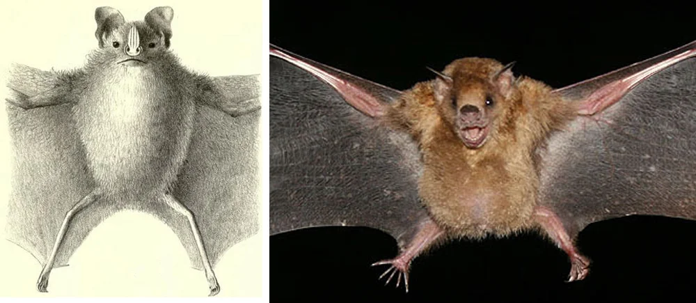 The tail and uropatagia (the membranes joining the inner sides of the legs to the tail) are reduced, and sometimes highly reduced, in some phyllostomids. Here, we see this reduced condition in (at left) the Toltect fruit-eating bat Dermanura tolteca and (at right) in a Little yellow-shouldered bat Sturnira lilium . Images: M.H. de Saussure, 1860, in public domain (original here ); Tobusaru, wikipedia CC BY 3.0 (original here ).