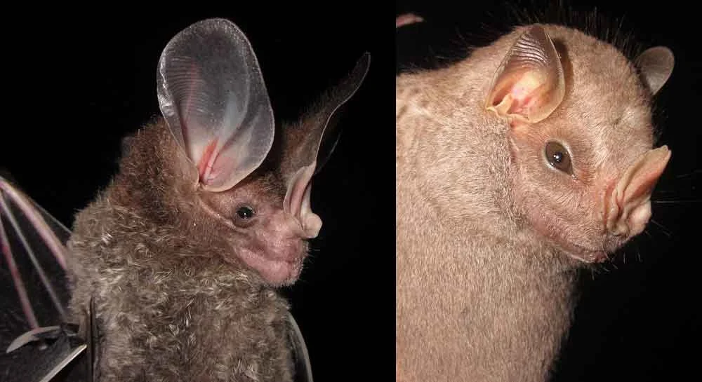 The New World Leaf-Nosed Bat Radiation — Tetrapod Zoology