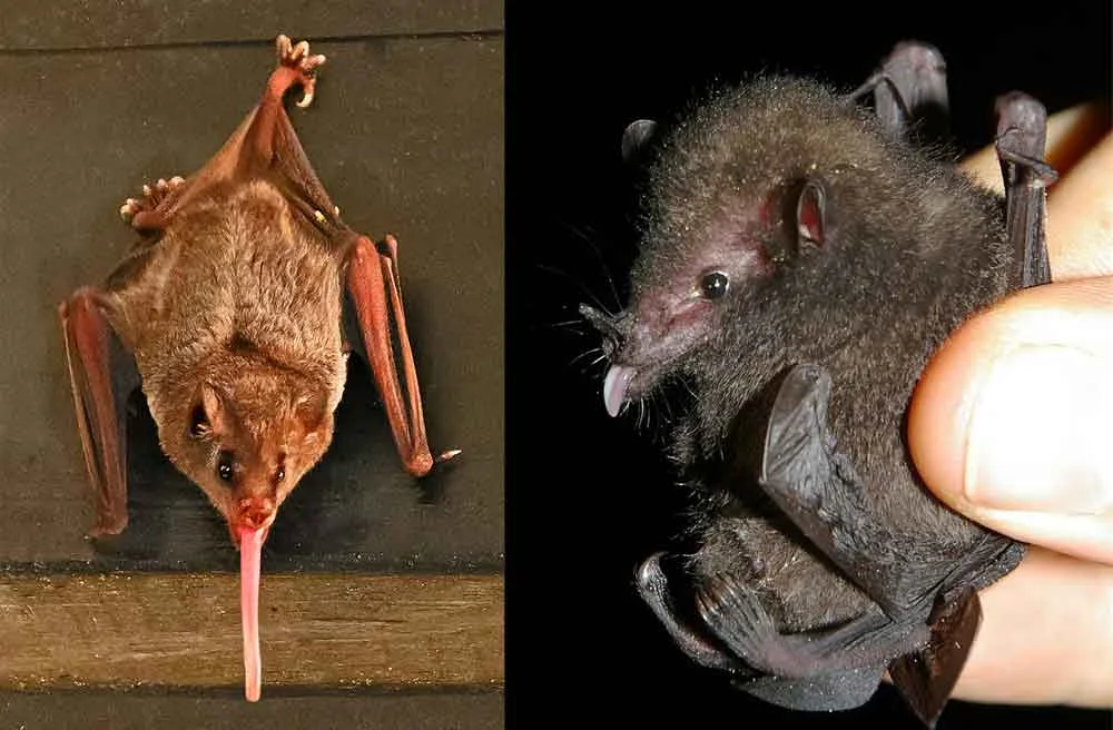 Some distantly related (but broadly similar) members of the phyllostomid clade Glossophaginae. At left: a long-tongued champion (though not necessarily the longest-tongued of phyllostomids), Pallas’s long-tongued bat Glossophaga soricina . At right: Underwood’s long-tongued bat Hylonycteris underwoodii . Images: Betty Wills, wikipedia CC BY-SA 4.0 (original here ); Karin Schneeberger/ Felineora , wikipedia CC BY-SA 3.0 (original here ).