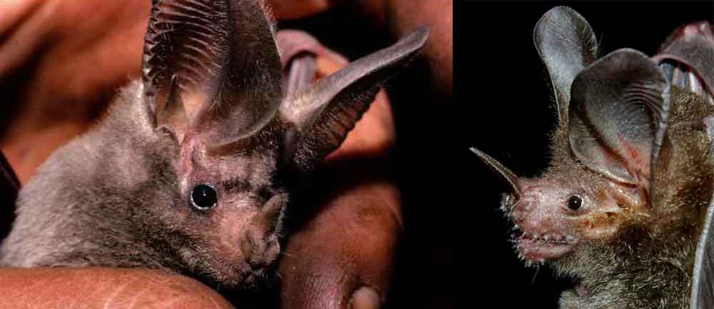 A few more vertebrate-eating phyllostomids. At left: California leaf-nosed bat Macrotus californicus , the most northerly occurring phyllostomid. At right: Fringe-lipped bat Trachops cirrhosus , a widespread species of Central and South America that eats seeds, fruits, arthropods and lizards in addition to frogs. Images: National Wildlife Service, wikipedia, public domain (original here ); Karin Schneeberger/ Felineora , wikipedia CC BY 3.0 (original here ).