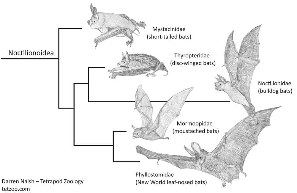 Simplified cladogram depicting the affinities of several of the bat groups shown - via morphological and molecular studies - to belong together within Noctilionoidea. The illustrations here are among the many, many bat drawings I’ve done for my in-prep textbook project, progress on which can be seen here. The Vampyrum representing Phyllostomidae, incidentally, is a placeholder which needs replacing (the existing illustration was copied directly from the work of another artist). Image: Darren Naish.