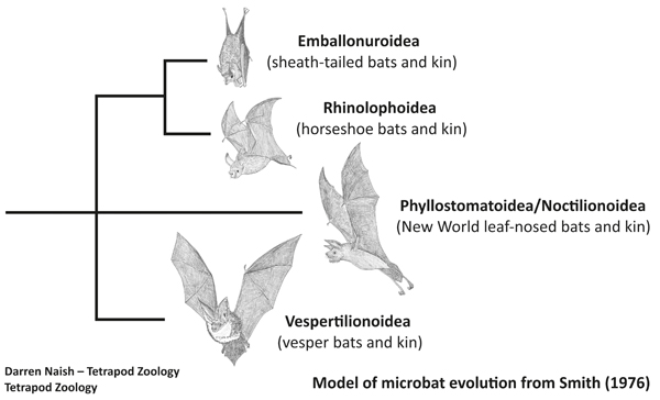 Prior to recent (post-2000-ish) molecular studies, noctilionoids were thought to be close kin of rhinolophoids as well as emballonuroids and vespertilionoids. Rhinolophoids are now known to belong elsewhere. The illustrations here are among the many, many bat drawings I’ve done for my in-prep textbook project, progress on which can be seen here. Image: Darren Naish.