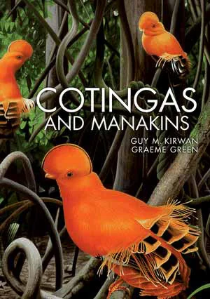 If you’re seriously interested in cotingas and manakins (and their close kin), you should obtain Kirwan & Green (2011) . It’s a brilliant book. Image: Christopher Helm.
