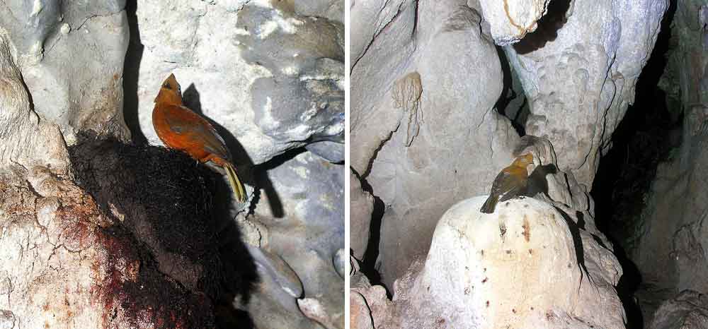 Images showing Rupicola in life virtually always show them in forested settings, but they also frequent caves, the walls of ravines, and boulder fields. These photos, showing a female Andean cock-of-the-rock at her nest and while elsewhere in a cave, were taken in the Cueva del Higueron, Peru. Images: JYB Devot , wikipedia, CC BY-SA 4.0 (originals here and here ).