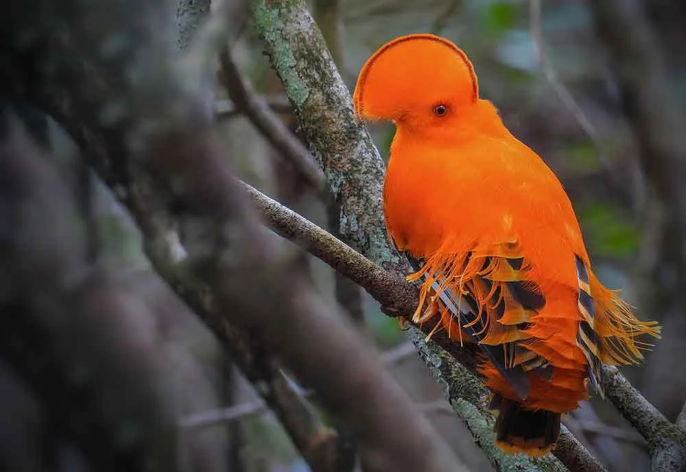 Male Guianan cock-of-the-rock, showing characteristic filaments and ‘orange peel’-like feathers on the back. Image: Aisse Gaertner, wikipedia, CC BY SA 4.0 (original here ).