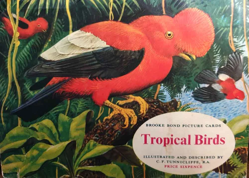 The very first image of a cock-of-the-rock I ever recall seeing. From the cover of Charles Tunnicliffe’s Tropical Birds of 1960. This is one of the famously influential ‘tea card’ books, where you have to collect the cards to complete the book. Image: Darren Naish.