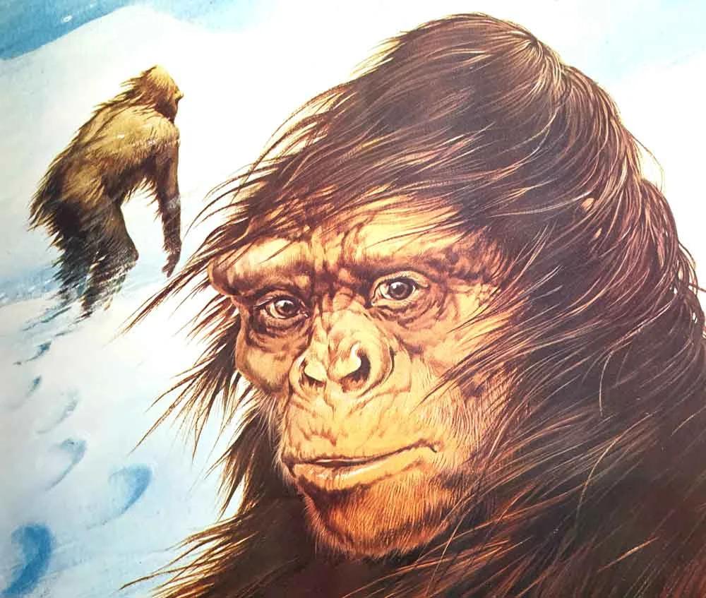 The yeti - here, very much the Dinanthropoides of Heuvelmans - as a hominid of the snows. Image: John Francis/Usborne/Miller 1977.