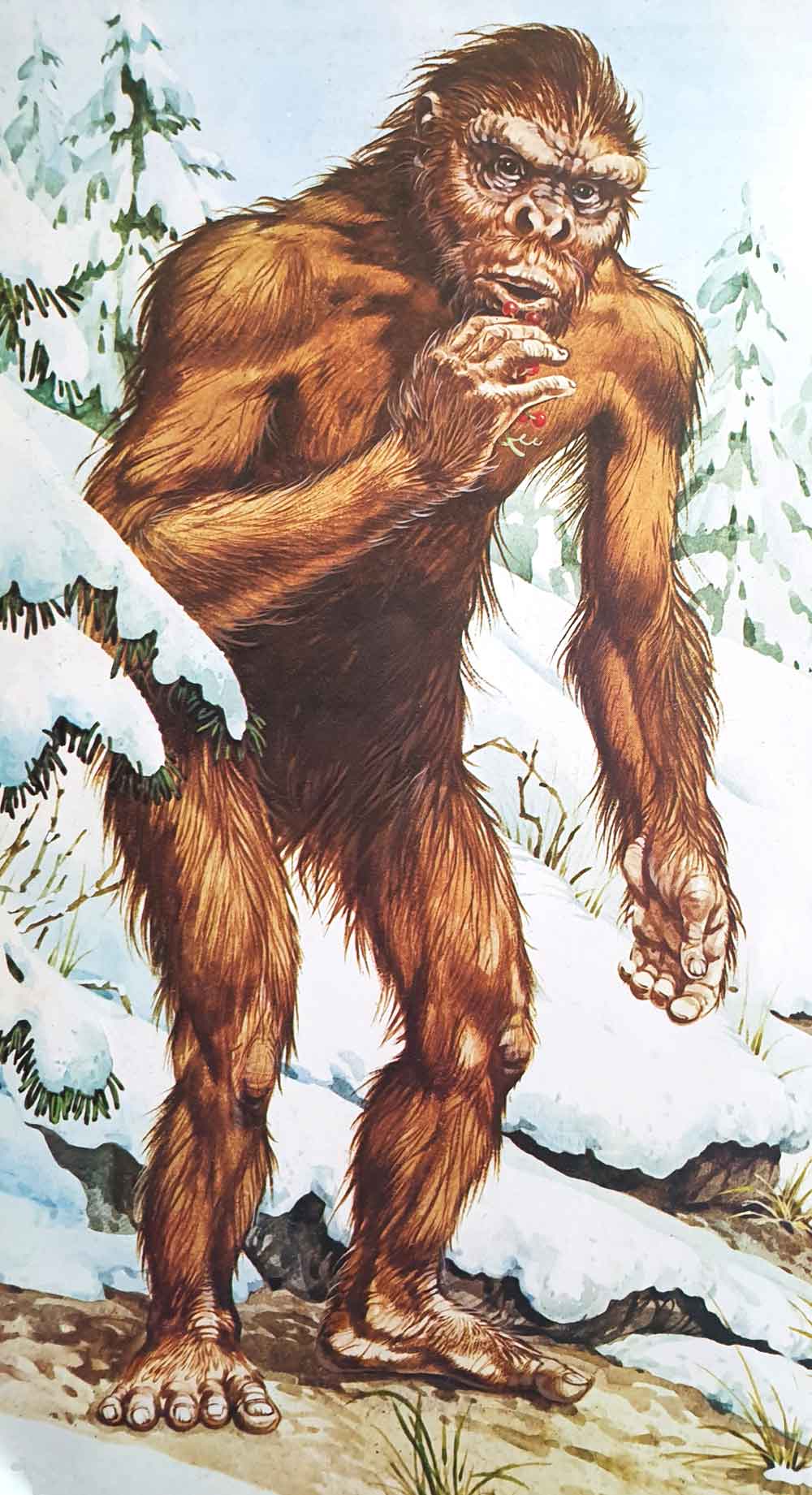 A gracile, thin-furred, ‘old man’ bigfoot (which is a bit odd, given that the creature is depicted in a snowy landscape). Image: John Francis/Usborne/Miller 1977.