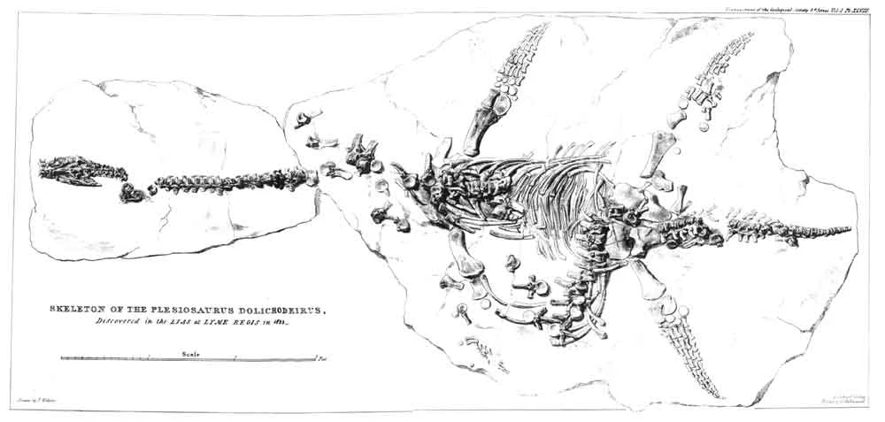 Long-necked plesiosaurs - this is Mary Anning’s famous Plesiosaurus dolichodeirus of 1824, as described by William Conybeare - became increasingly familiar to the public from the 1820s onwards. Image: in public domain.