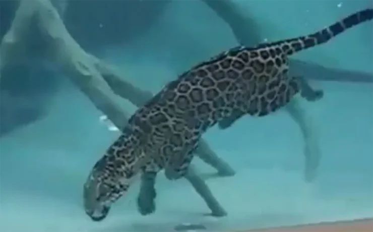 A screengrab from one of those amazing pieces of film that show jaguars swimming underwater. This footage comes from what I think is a Brazilian zoo with a special glass-fronted swimming pool.