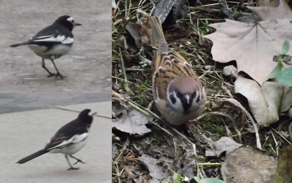 At left: two different Hodgson’s wagtail Motacilla alba alboides , a subspecies of White wagtail. At right: Eurasian tree sparrow Passer montanus . Images: Darren Naish.