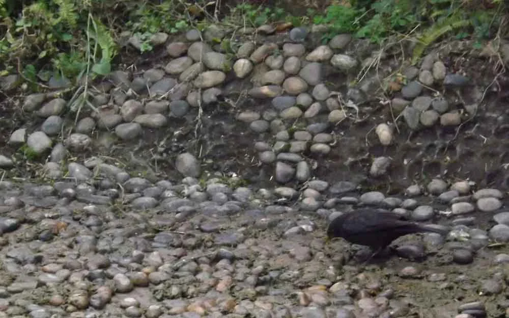 A blackbird, foraging at the edge of a pond where stones have been stuck into cement. I would have thought that this is a Common or Eurasian blackbird Turdus merula , but it might be a Chinese blackbird T. mandarinus . Image: Darren Naish.