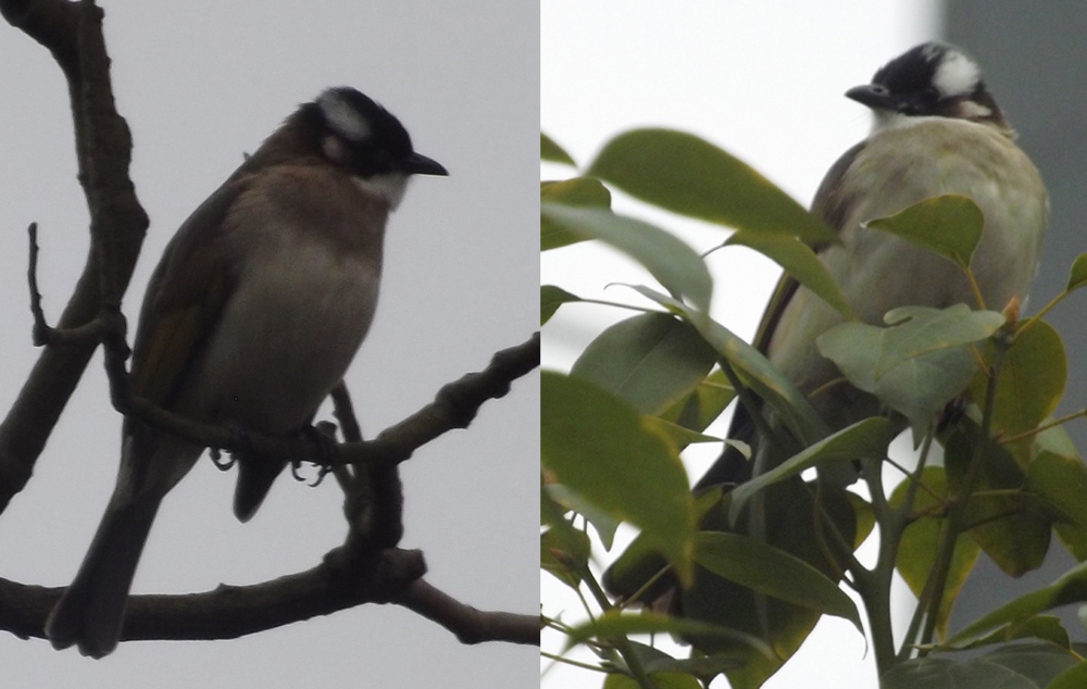 Light-vented bulbul Pycnonotus sinensis . Different individuals seen, variously, in an ornamental garden and in a planted region in the middle of a heavily pedestrianised area. Images: Darren Naish.
