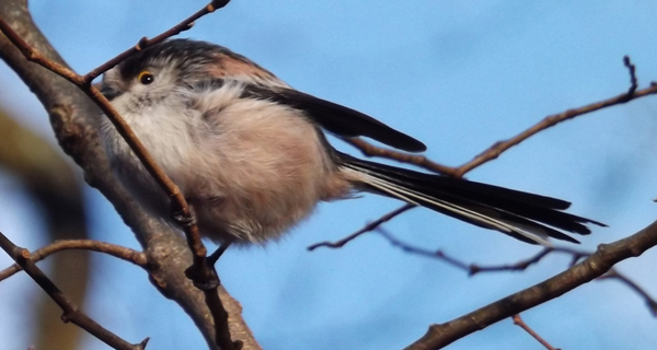 This photo wasn’t taken in China, but in England, and shows an aegithalid species very familiar to European people like myself: the Long-tailed tit A. caudatus , which also occurs in China. Its long tail is not typical of all members of this group. Image: Darren Naish.