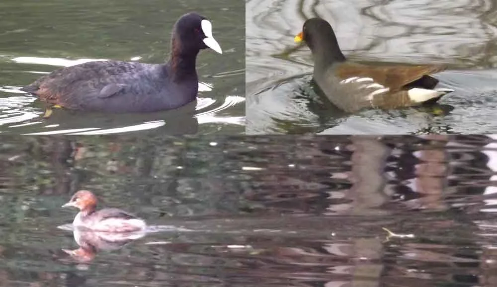Rallids and grebes of China. At top left: Common coot Fulica atra . At top right: Common moorhen Gallinula chloropus . Below: Little grebe Tachybaptus ruficollis . Image: Darren Naish.