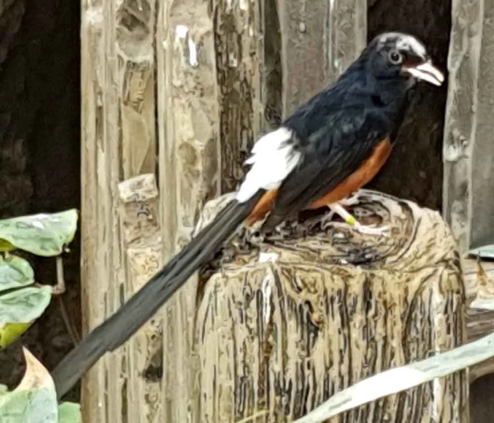 Another member of the muscicapid clade Copsychini, a male White-rumped shama Copsychus malabaricus . This one was photographed in captivity in the UK, not in Asia. Image: Darren Naish.