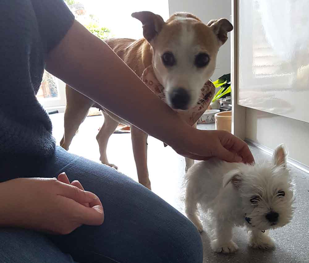 Willow proved to be an excellent carer of Teddy, who was initially a tiny pup. This photo is from September 2017.